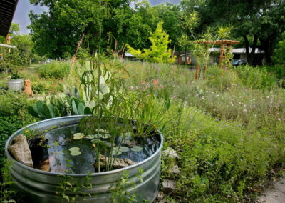 View of the yards water garden placed in a steel water tank. You'll find water lillies, grasses, and a decorative rock hovering over the water.