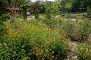 This image depicts a close-up view of yellow and red painted daisies.