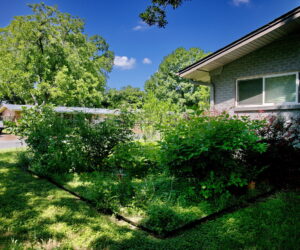 A view of the back of the left side bed with various colorful shrubs and more pollinators, such as yellow daisies, lantana, and salvia.