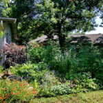 Another view of the left side garden. You'll find fuzzy lambs ears, yellow and red painted daisies, blue salvia, and purple lorapetalum bushes.