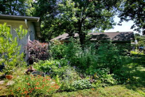 Another view of the left side garden. You'll find fuzzy lambs ears, yellow and red painted daisies, blue salvia, and purple lorapetalum bushes.