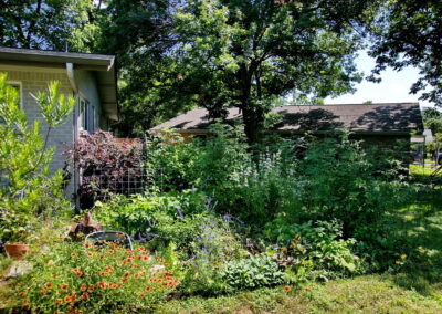 Another view of the left side garden. You'll find fuzzy lambs ears, yellow and red painted daisies, blue salvia, and purple lorapetalum bushes.