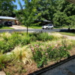 A view from the front porch looking out over the meadow garden. It is anchored by a small oak tree. The bed contains, native grasses, pink coneflowers, yellow lantana, bulbine and several shades of salvia. A flower bed that attracts bees and butterflies.