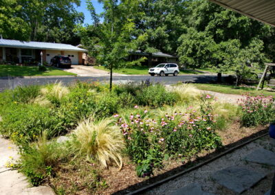 A view from the front porch looking out over the meadow garden. It is anchored by a small oak tree. The bed contains, native grasses, pink coneflowers, yellow lantana, bulbine and several shades of salvia. A flower bed that attracts bees and butterflies.