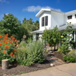 Another view of the front yard gardens with a small Peach tree, large sunflowers, a rock rose bush, a small sage bush, and several multicolor confetti lantanas.