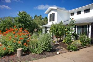 Another view of the front yard gardens with a small Peach tree, large sunflowers, a rock rose bush, a small sage bush, and several multicolor confetti lantanas.