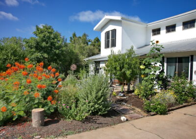 Another view of the front yard gardens with a small Peach tree, large sunflowers, a rock rose bush, a small sage bush, and several multicolor confetti lantanas.