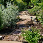 A view of a meandering walkway made out of brick pavers. Along the walkway you'll find Texas sage, lantana, a rose bush, cacti, and solar lanterns to light the path.