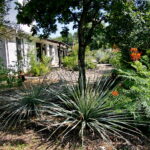 A close up view of two large yuccas, and a colorful Pride of Barbados.