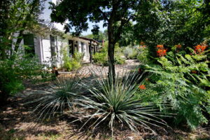 A close up view of two large yuccas, and a colorful Pride of Barbados.