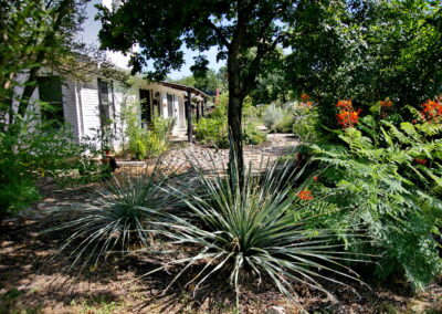 A close up view of two large yuccas, and a colorful Pride of Barbados.