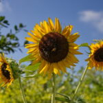 A close-up view of a large yellow and brown sunflower.