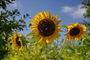 A close-up view of a large yellow and brown sunflower.
