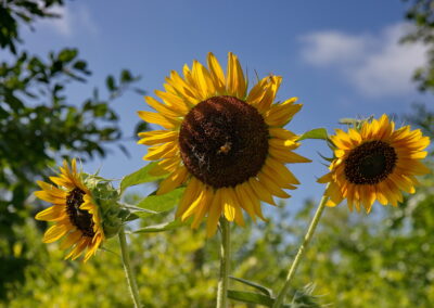A close-up view of a large yellow and brown sunflower.