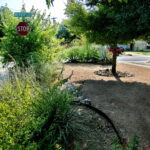 This is an image of the crushed granite and rock beds to the right of drive-way. You'll find beds filled with coral yucca, yellow lantana, pride of barbados, and several large blue agave.