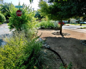 This is an image of the crushed granite and rock beds to the right of drive-way. You'll find beds filled with coral yucca, yellow lantana, pride of barbados, and several large blue agave.