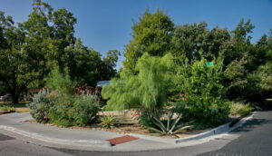 A view of thee front right corner of yard with several drought tolerant plants and trees including: Texas sage, desert willow, pride of barbados, agave, yuccas, coral bell, and a feathery Palo Verde.