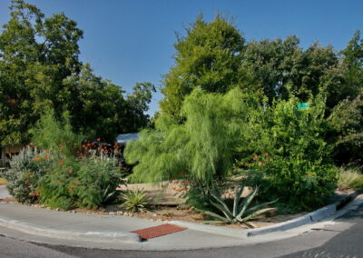 A view of thee front right corner of yard with several drought tolerant plants and trees including: Texas sage, desert willow, pride of barbados, agave, yuccas, coral bell, and a feathery Palo Verde.