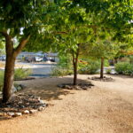 A view of the back of the rock bed on the north side of home. The image shows three small shade trees planted in a row and lined with limestone rock around their bases.