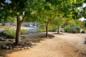 A view of the back of the rock bed on the north side of home. The image shows three small shade trees planted in a row and lined with limestone rock around their bases.