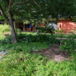 A view of the shade tree n the middle of yard surrounded by trailing yellow and white lantana.