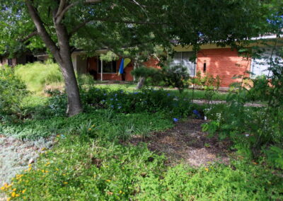 A view of the shade tree n the middle of yard surrounded by trailing yellow and white lantana.