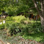 A view of the right side of yard with trailing silver pony foot, regular and variegated lirope, yellow lantana and feathery bamboo muhley.