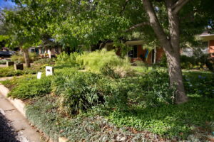 A view of the right side of yard with trailing silver pony foot, regular and variegated lirope, yellow lantana and feathery bamboo muhley.