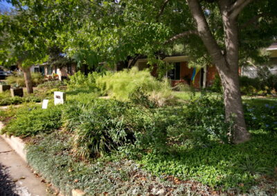 A view of the right side of yard with trailing silver pony foot, regular and variegated lirope, yellow lantana and feathery bamboo muhley.