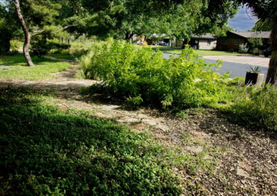 Another view of the walkway with a yellow bell plant towards the end of path.