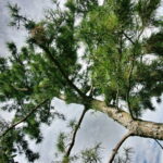 A view of the graceful Texas longleaf pine towards the back of the house. The image was taken from the base of the tree looking up to the treetop and blue sky.