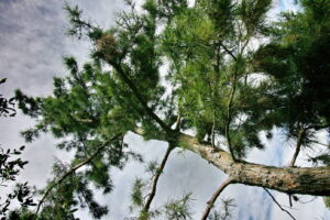 A view of the graceful Texas longleaf pine towards the back of the house. The image was taken from the base of the tree looking up to the treetop and blue sky.