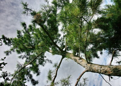 A view of the graceful Texas longleaf pine towards the back of the house. The image was taken from the base of the tree looking up to the treetop and blue sky.