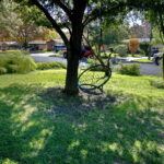 A swing hangs invitingly off the branch of a shade tree.