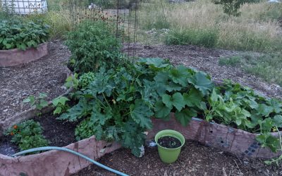 Keep Austin Beautiful Day – April 18