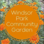 Squash plants, Community Garden Logo and Figs Trees Fruiting