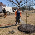 Erica from Urban Forestry watering newly planted sapling. Jesse, Arborist, doing his rounds, and Aaron a dynamo who does a tremendous amount of volunteering loading materials back in the trailer.