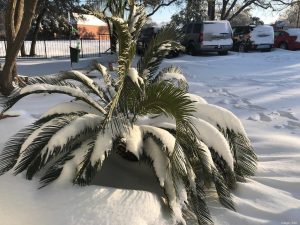 snow on palm tree