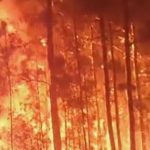 Trees Burning